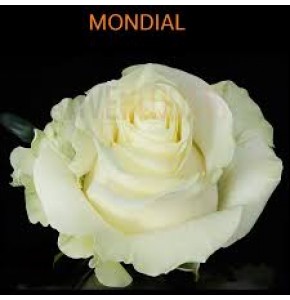 ΤΡΙΑΝΤΑΦΥΛΛΟ ΛΕΥΚΟ 50εκ. ROSEN  ECUADOR MONDIAL50cm